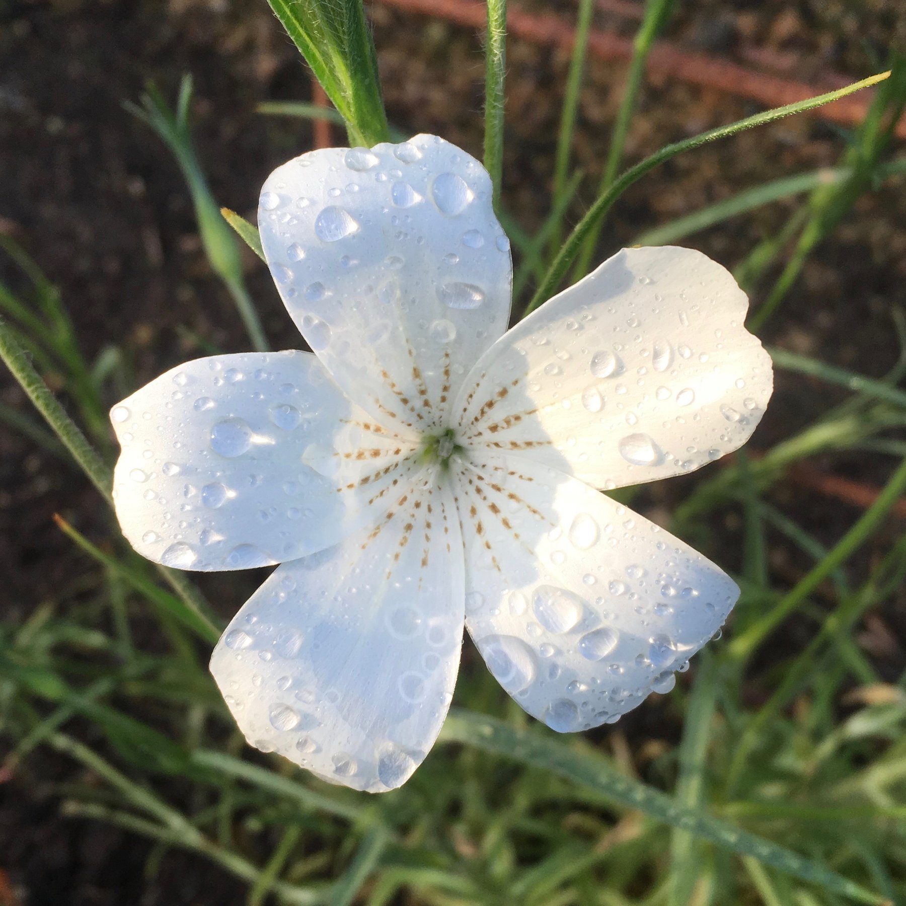 Puriri Lane Agrostemma githago Ocean Pearls 1800x1800