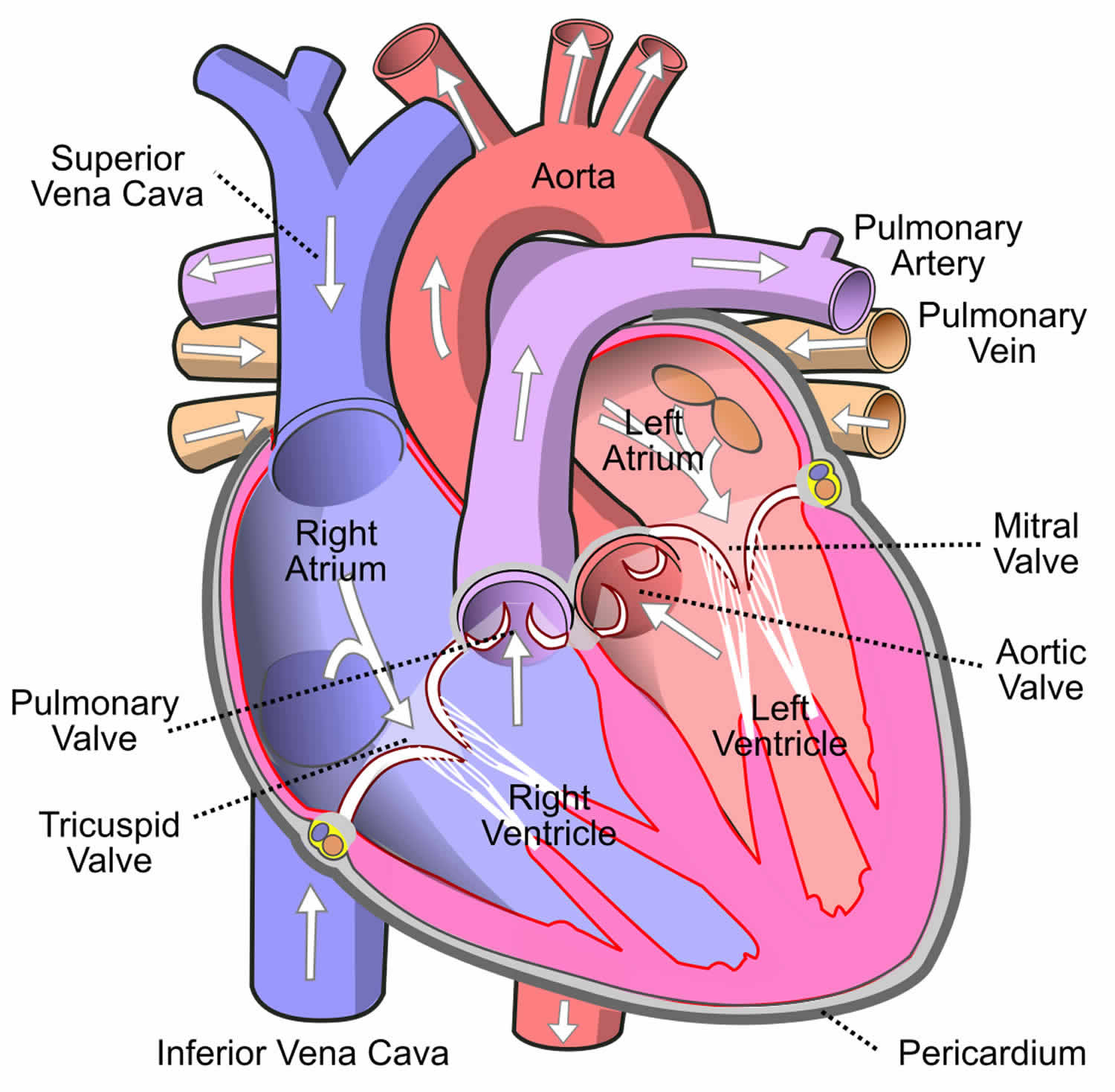 pulmonary valve anatomy