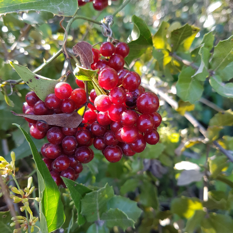 smilax aspera salsepareille d europe
