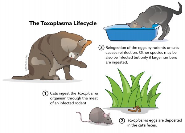 Toxoplasma lifecycle cat 2020 01